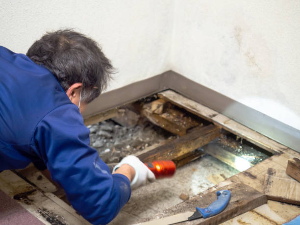 Best Mold Removal Specialists  in Maple Lake, MN