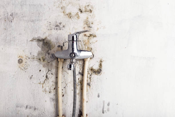 Best Mold Removal Near Me  in Maple Lake, MN
