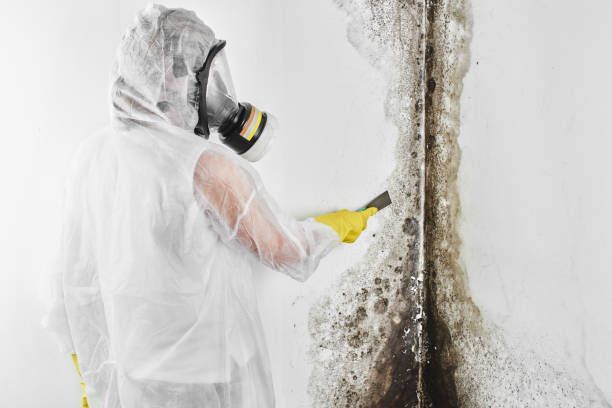 Best Mold Damage Repair  in Maple Lake, MN