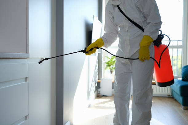 Best Same-Day Mold Removal  in Maple Lake, MN