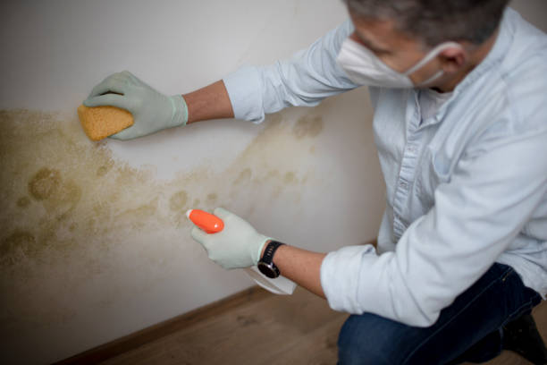 Best Residential Mold Removal  in Maple Lake, MN