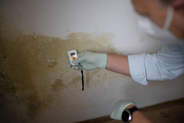 Best Mold Damage Repair  in Maple Lake, MN