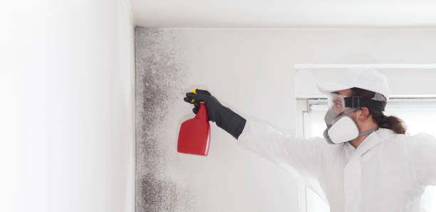 Best Certified Mold Removal  in Maple Lake, MN