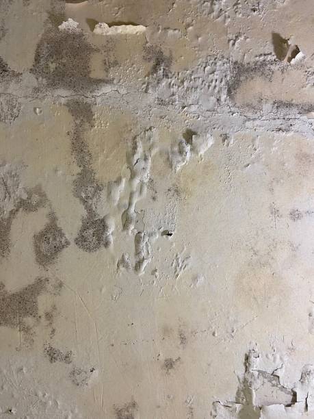 Best Mold Cleaning Services  in Maple Lake, MN