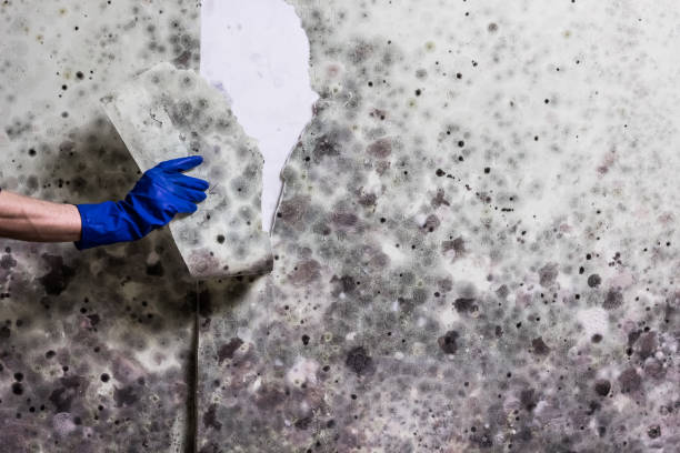 Best Mold Cleaning Services  in Maple Lake, MN