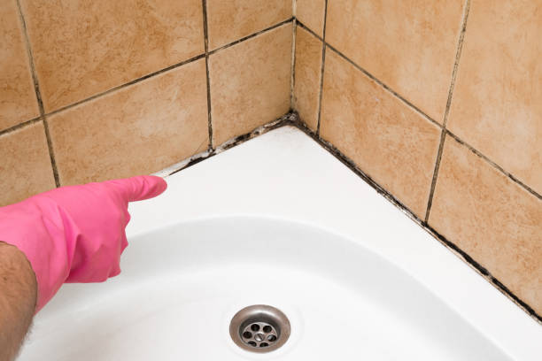 Certified Mold Removal in Maple Lake, MN