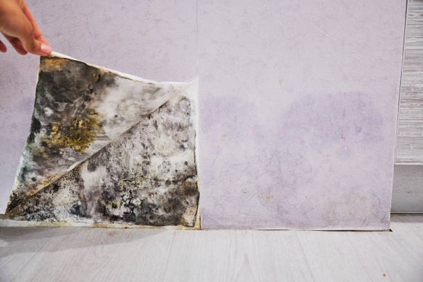 Best Mold Testing and Removal  in Maple Lake, MN